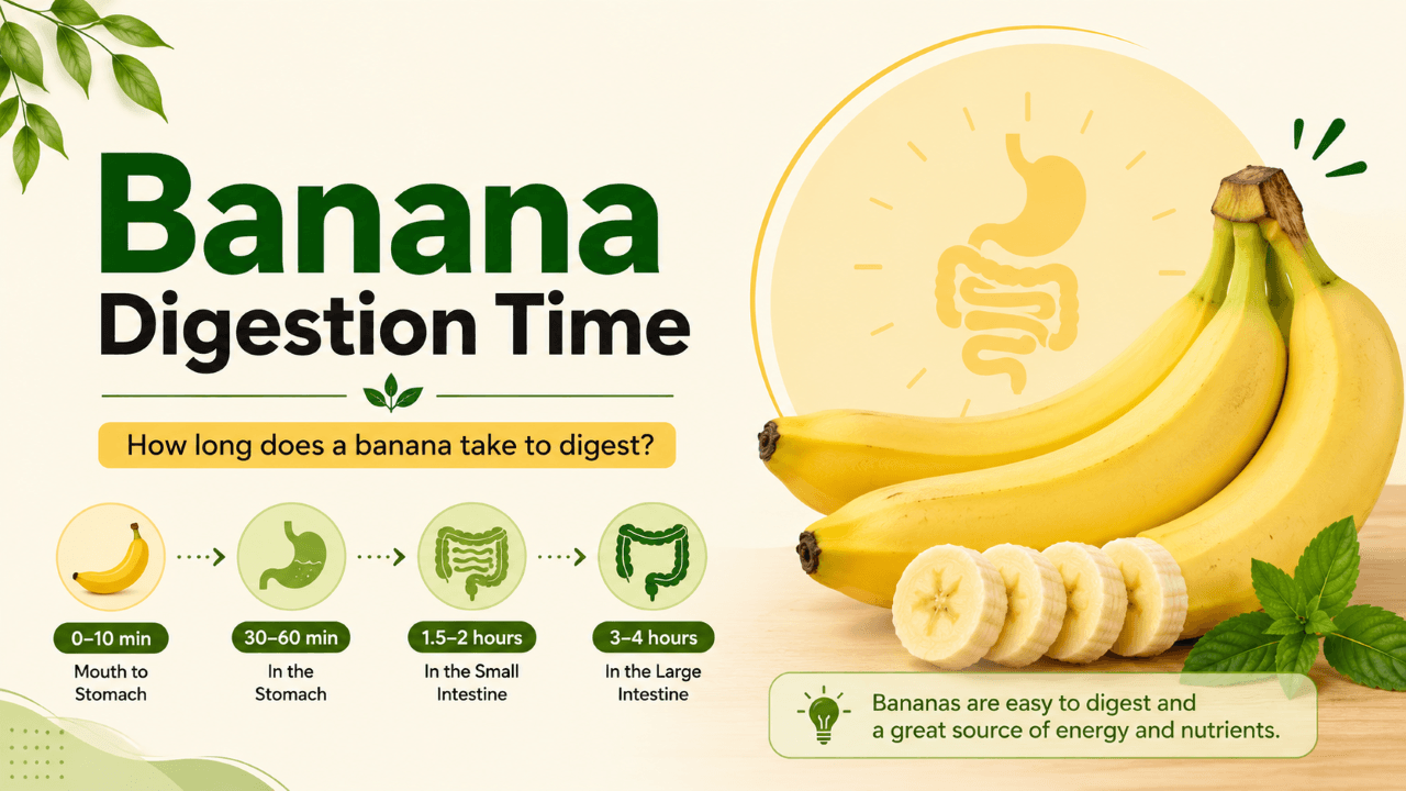 banana digestion time