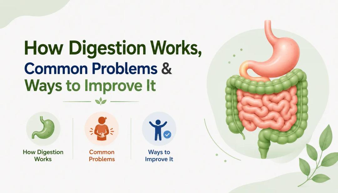 how digestion works