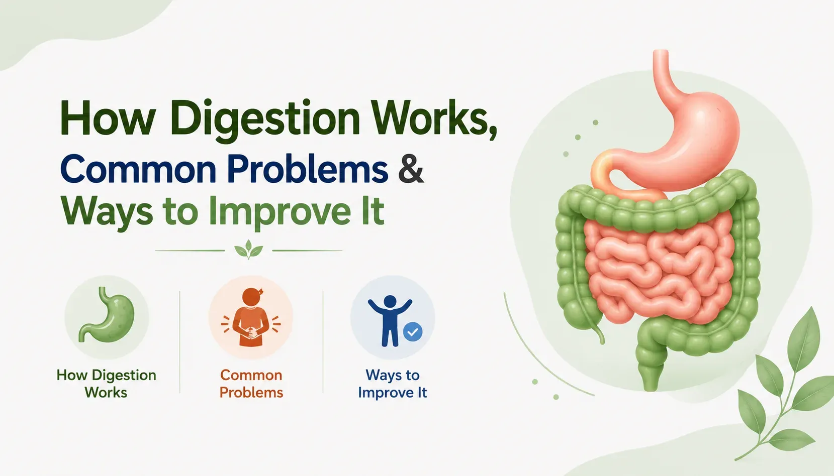 how digestion works