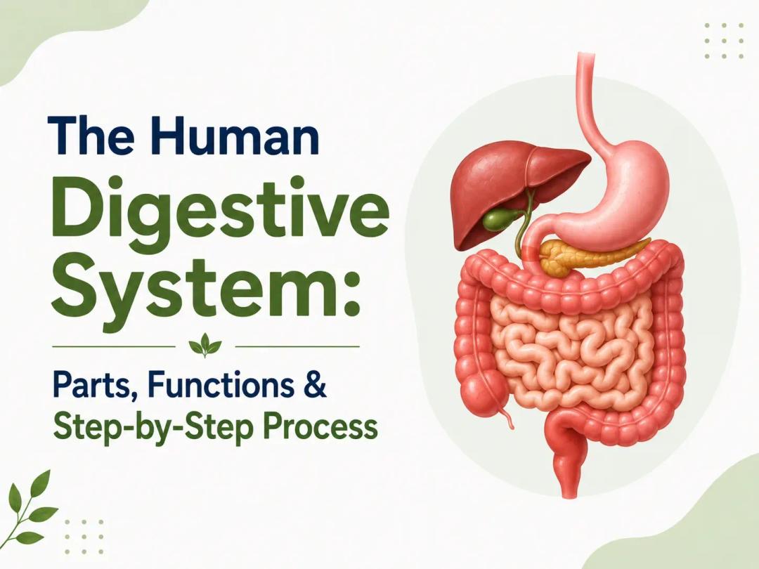 Digestive System