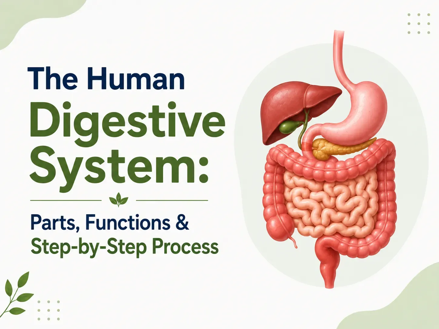 Digestive System