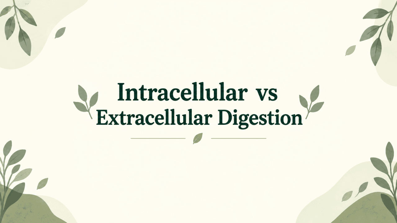 distinguish between intracellular and extracellular digestion