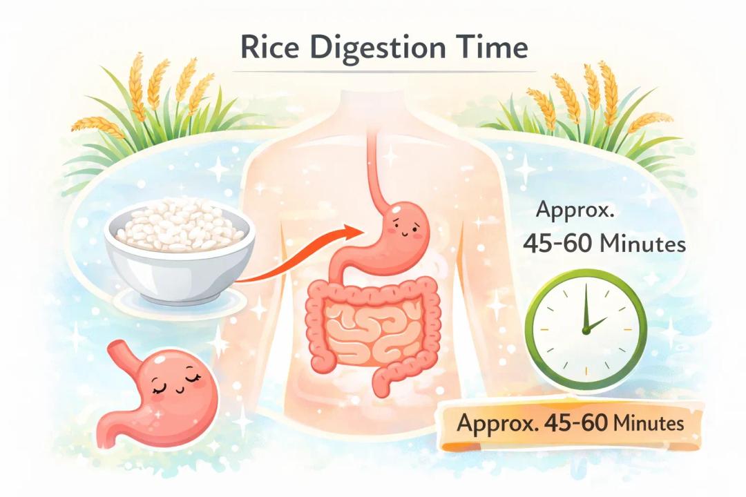 rice digestion time