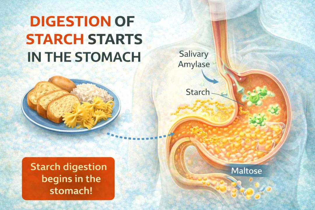 digestion of starch starts in the stomach