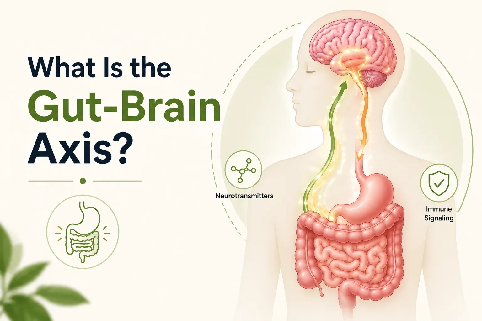 Gut Brain Axis