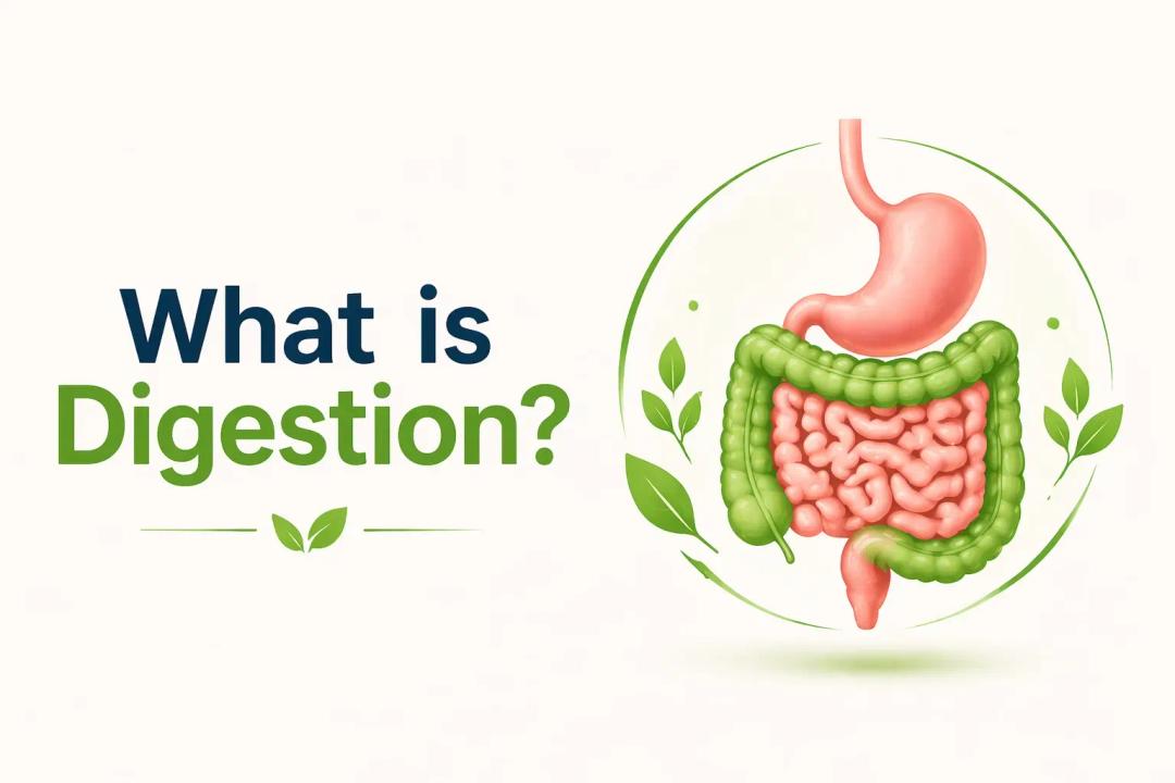 what is digestion