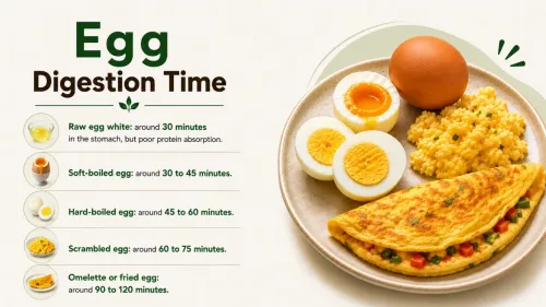 Egg Digestion Time: How Long Does Egg Take to Digest?