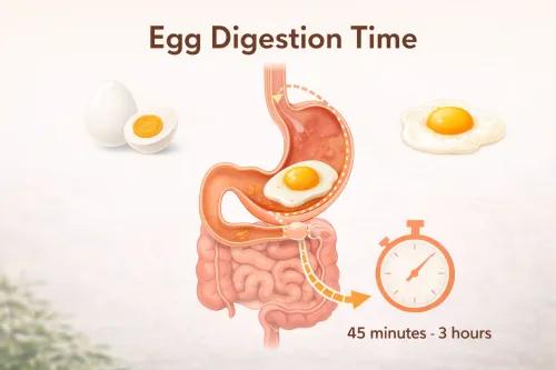 Egg Digestion Time: How Long Does Egg Take to Digest?