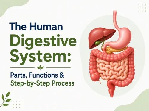 The Human Digestive System: Parts, Functions & Step-by-Step Process