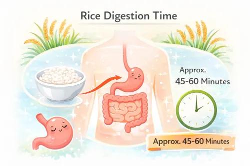 How Long Does Rice Take to Digest in Your Body?