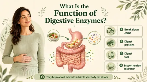 What Is the Function of Digestive Enzymes? Types & Deficiency Signs