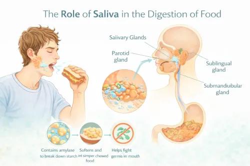 Role of Saliva in Digestion: Why It Matters for Gut Health