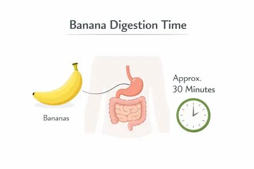 Banana Digestion Time: How Long It Takes and Best Time to Eat