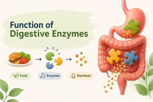 What Is the Function of Digestive Enzymes? Types, Benefits & Deficiency Signs